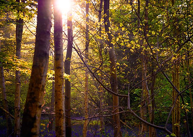 Sunlit Forest with Bluebells