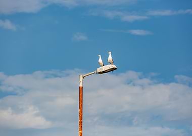 Seagulls on a lamppost against sky
