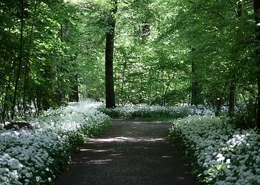 Forest Path with White Flowers