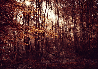 Autumn Forest Landscape