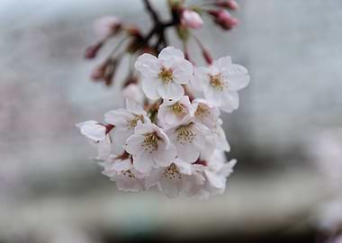 Cherry Blossom Branch Close-Up