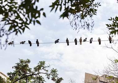 Pigeons on a wire