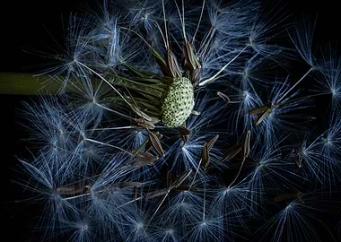 Dandelion Seed Head Close-Up