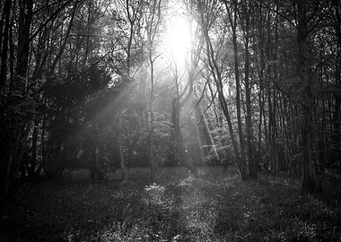 Sunlit Forest in Black and White