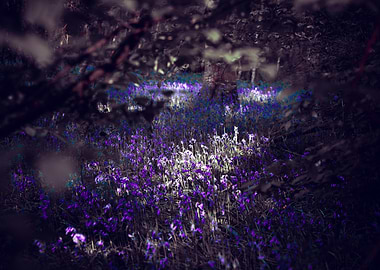 Bluebells in a Forest Glade