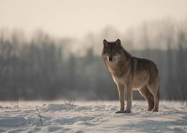 Wolf standing in a snowy field