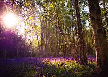 Sunlit Bluebell Forest