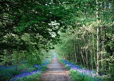 Bluebell Woodland Path