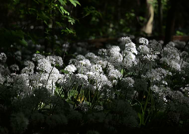 Wild Garlic Flowers in Forest Sunlight