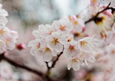 Cherry Blossom Branch Close-Up