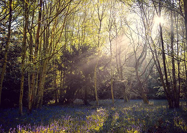 Dreamy Forest with Bluebells