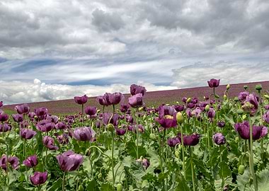 Field of Purple Poppies Under Cloudy Sky