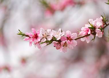 Pink Blossom Branch