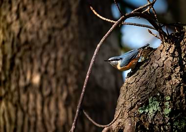 Nuthatch on a Tree