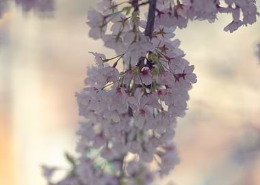Cherry Blossoms in Bloom