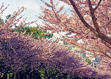 Cherry Blossom Trees in Full Bloom