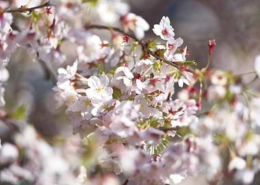 Cherry Blossom Branch