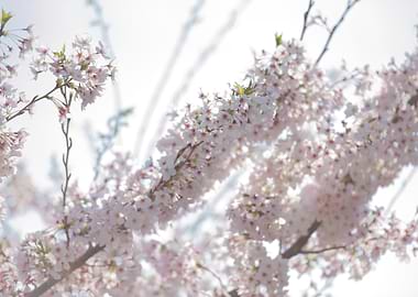 Cherry Blossom Branch in Sunlight