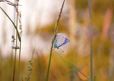Blue Butterfly on Grass