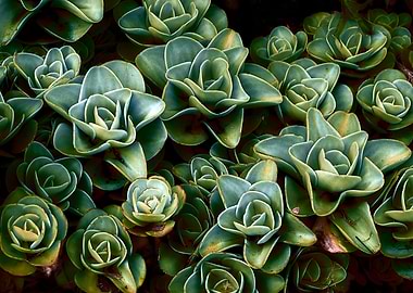 Succulent Plant Rosettes