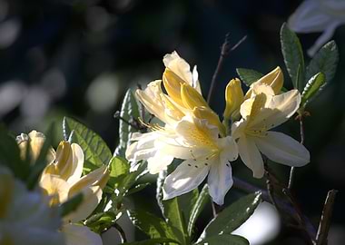 Yellow Azalea Blossom