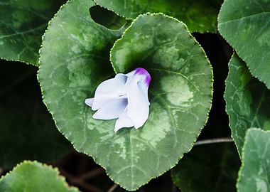 Heartleaf Blossom