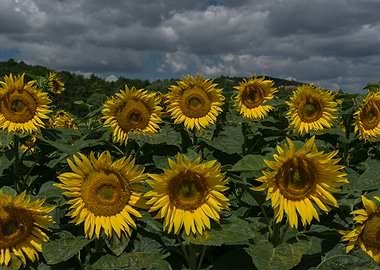 Sunflower Field Under Cloudy Sky