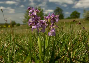 Purple Orchid in Grassy Field