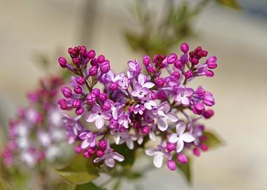 Lilac Blossoms Close-Up