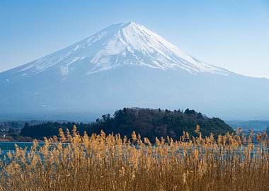 Mount Fuji Landscape with Golden Reeds