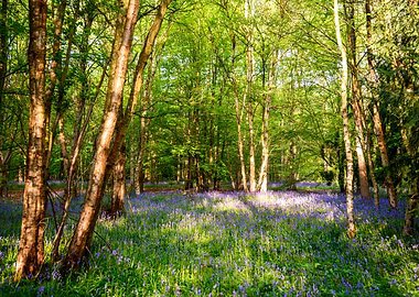 Bluebell Woodland