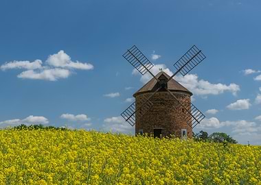 Windmill in Yellow Canola Field