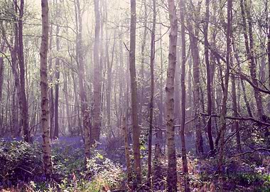 Sunlit Woodland
