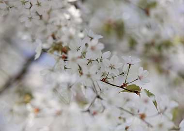 White Cherry Blossoms in Bloom