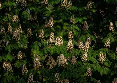 Chestnut tree in bloom