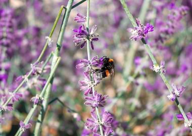 Bumblebee on Purple Flowers