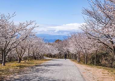 Cherry Blossom Path In Shikoku, Japan