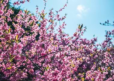 Pink Blossom Tree Against Blue Sky