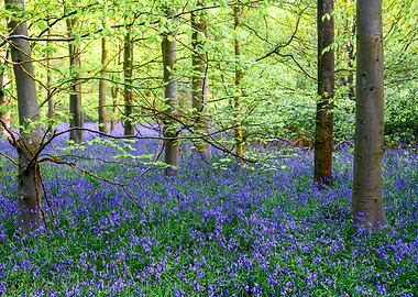 Bluebell Forest in Spring