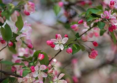 Pink and White Blossoms on Branches