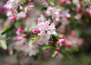 Pink and White Blossoms
