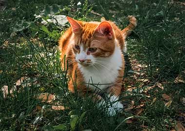 Orange and White Cat in Grass
