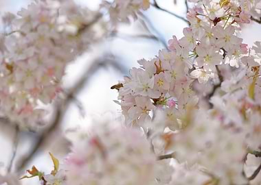 Bee on Cherry Blossoms