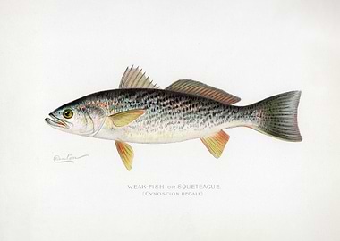 Weakfish or Squeteague Illustration