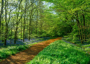 Forest Path with Bluebells