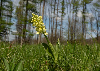 Yellow Orchid in Grassy Field