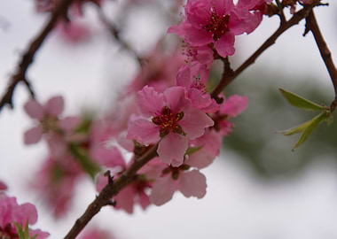 Pink blossoms on a tree branch