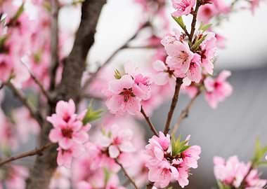 Pink blossoms on tree branches