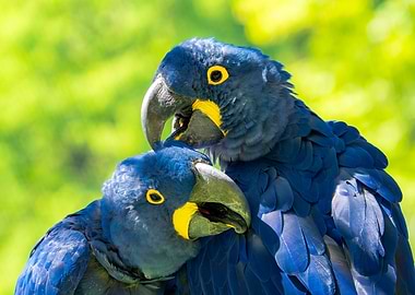 Two Hyacinth Macaws Close-Up