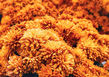 Orange Chrysanthemum Flowers Close-Up